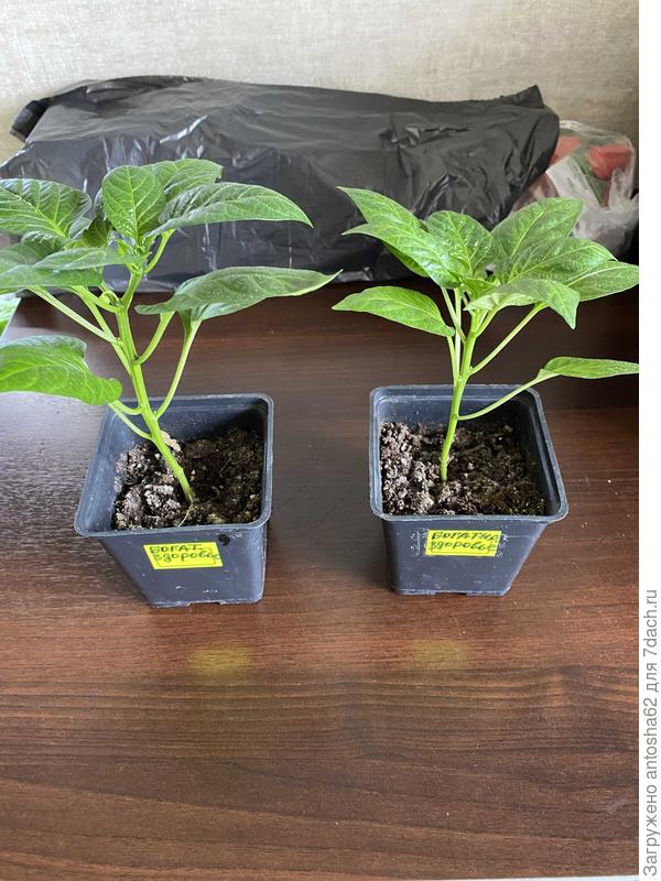 Богатырское здоровье динамика роста на 24 апреля