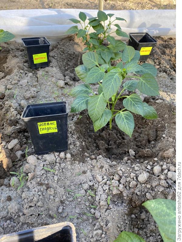 Испанский сладкий посажен