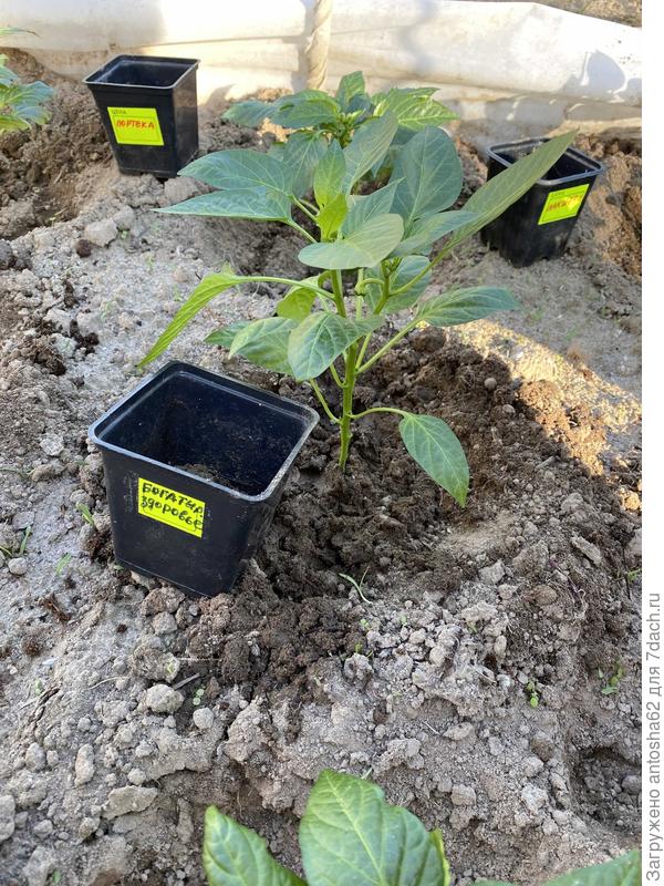 Богатырское здоровье посажен