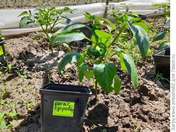 Богатырское здоровье