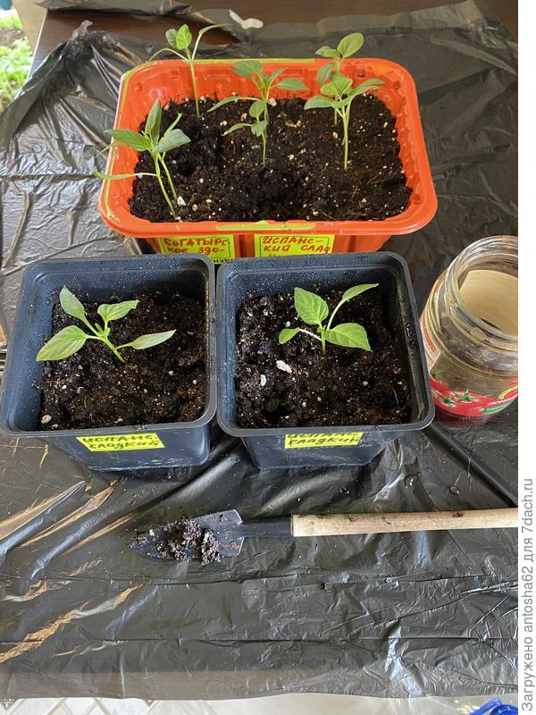 Испанский сладкий распикирован