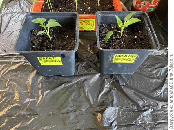 Богатырское здоровье распикировано