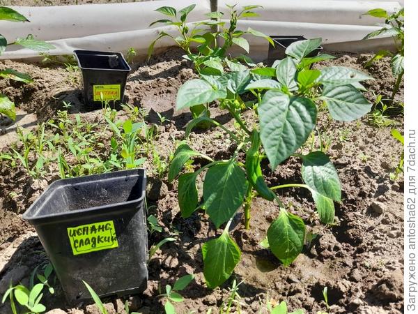 Испанский сладкий