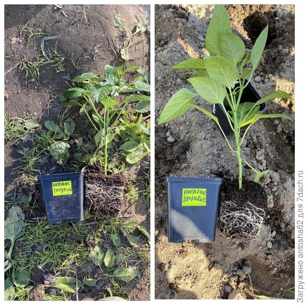 Корневая система рассады