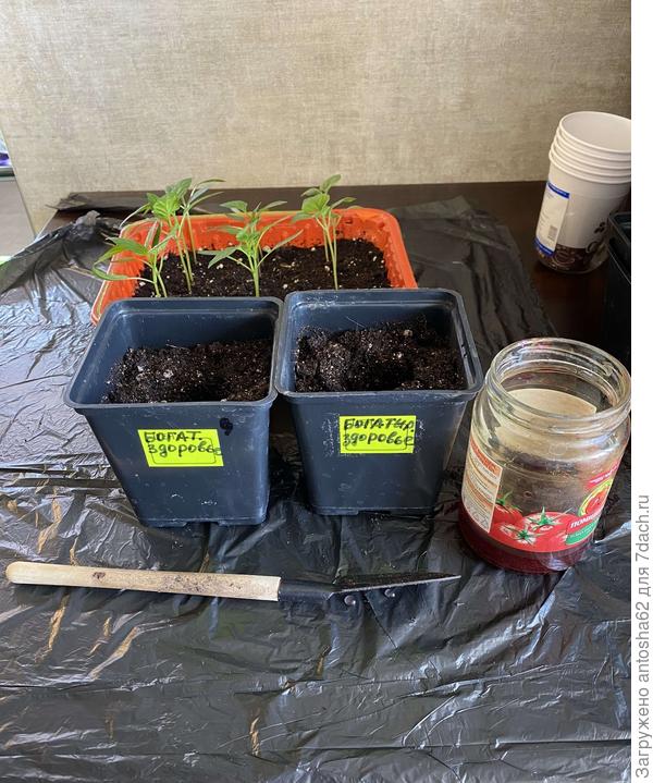 Подготовка к пикировке