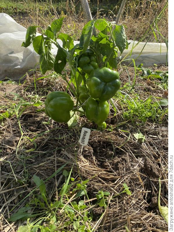 Перед сбором