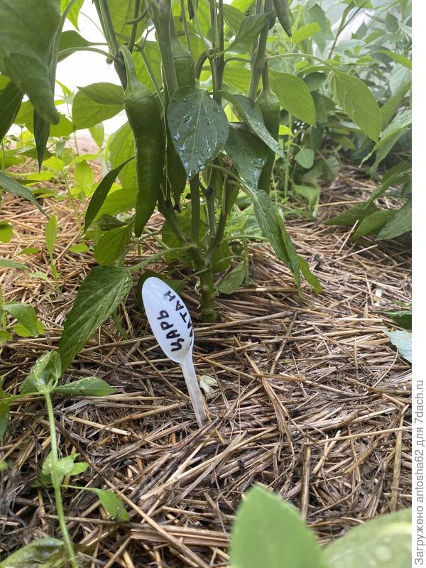 Первые плоды