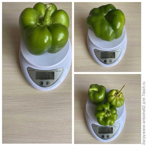 Взвешивания урожая с перца Европеец