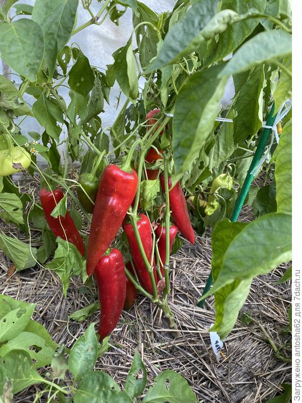 Царь Салтан