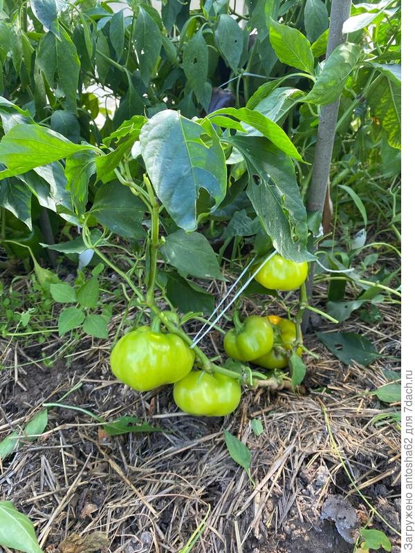 Золото героя