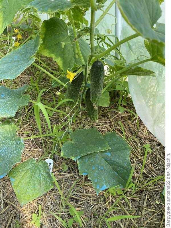 Дальнейшее развитие