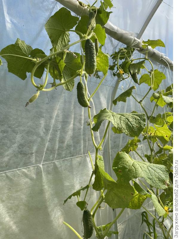 Северная корона