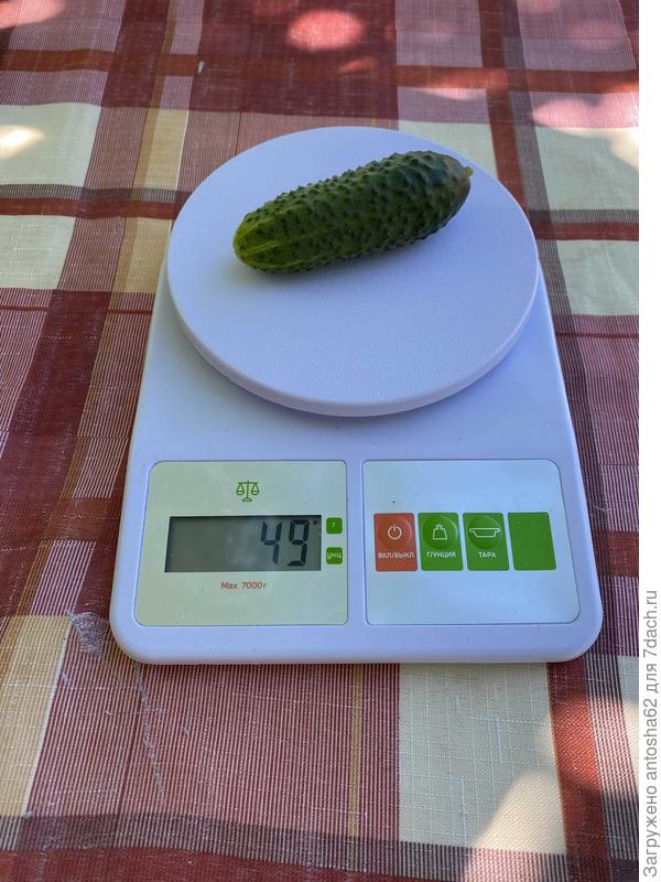 Первый плод