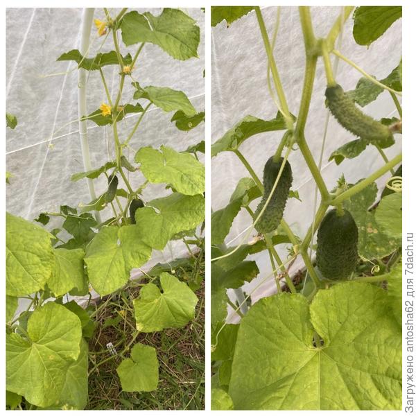 Невский экспресс