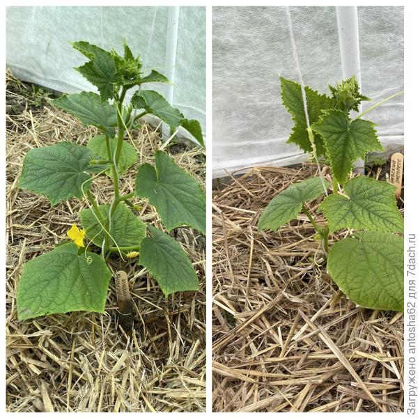 По состоянию на 3 июня