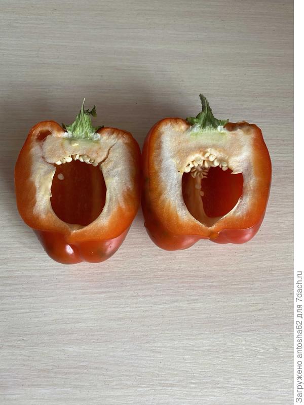 Фото в разрезе