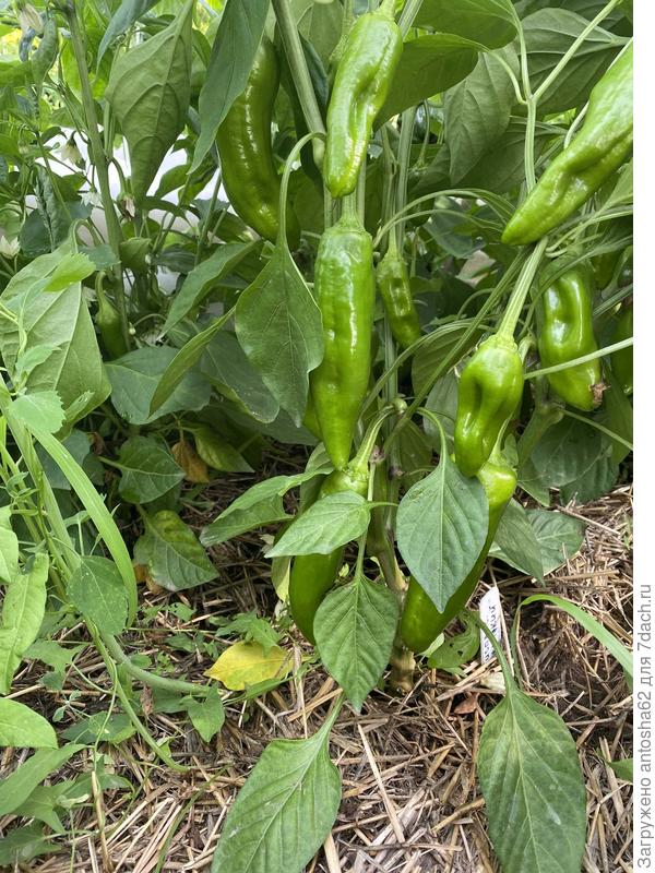 Испанский сладкий