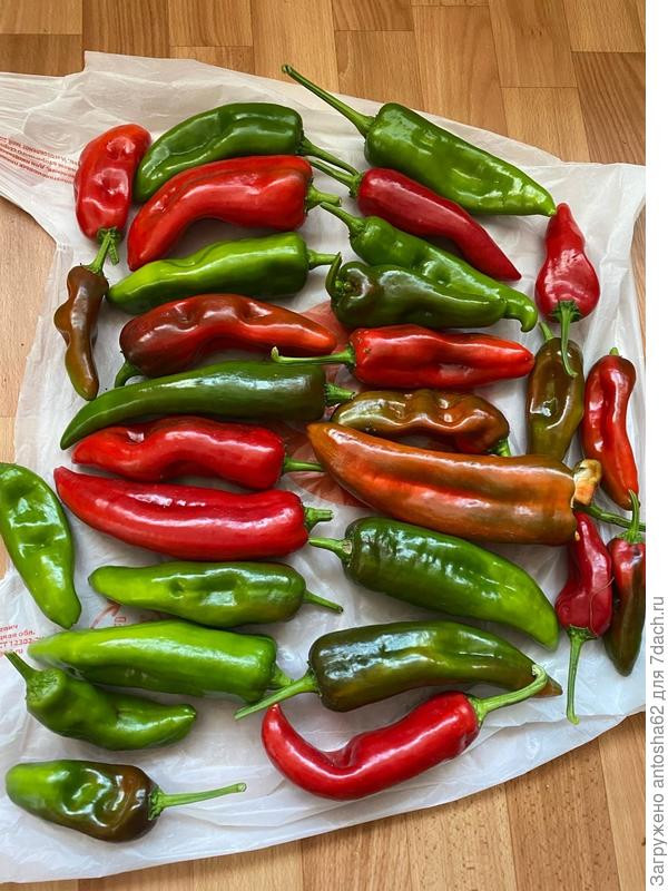 Вот такие красавчики