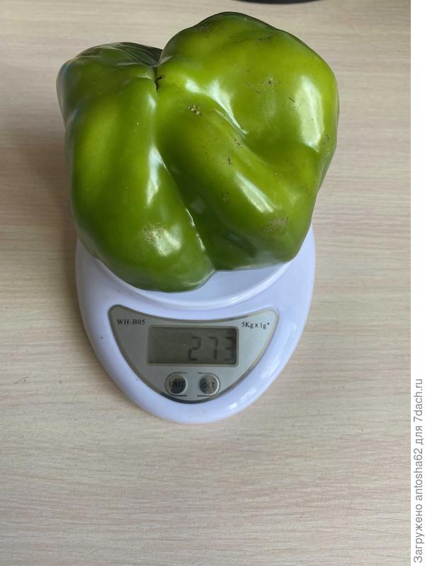 Самый большой плод