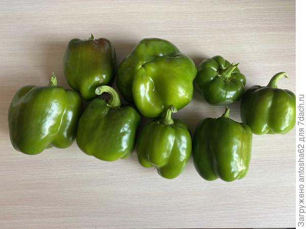 Урожай с куста