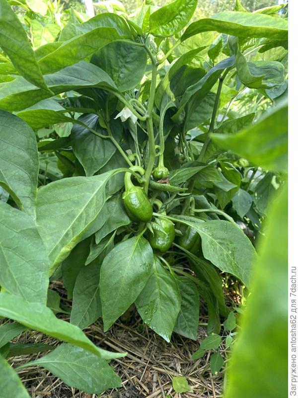 Богатырское здоровье