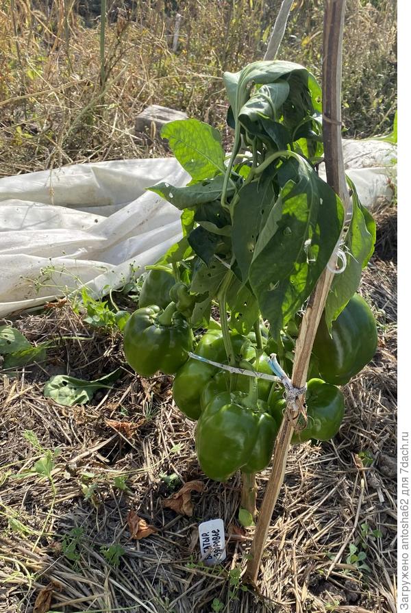 Богатырское здоровье