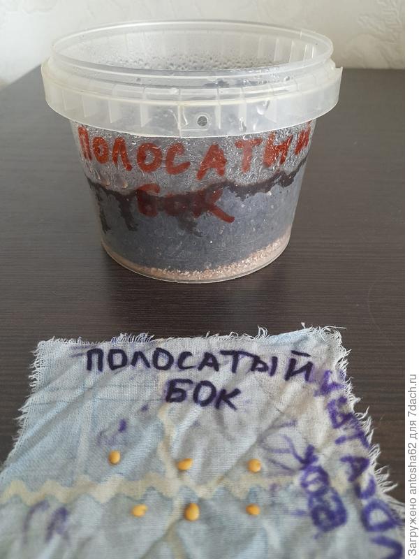 Перед посевом