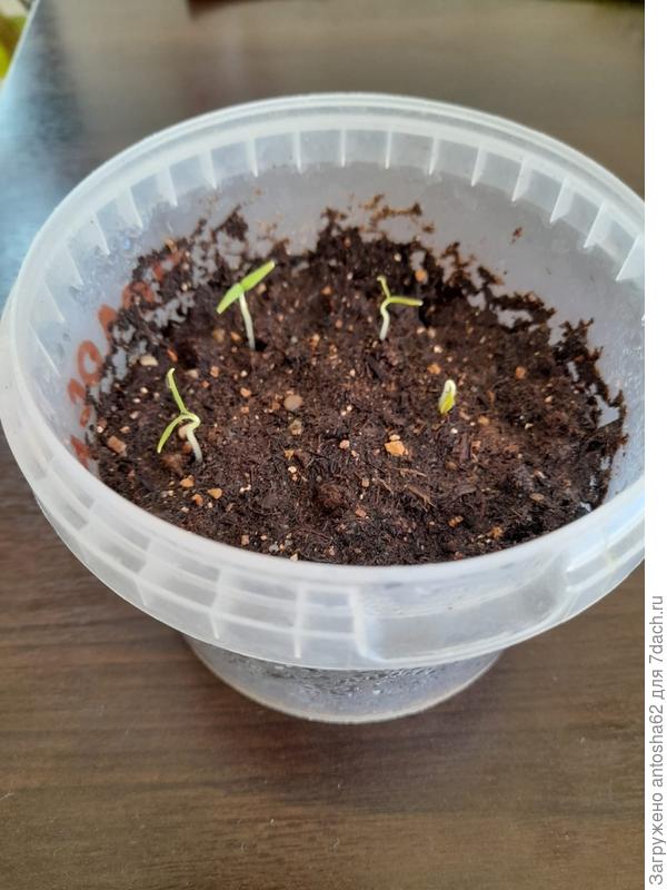 Первые всходы