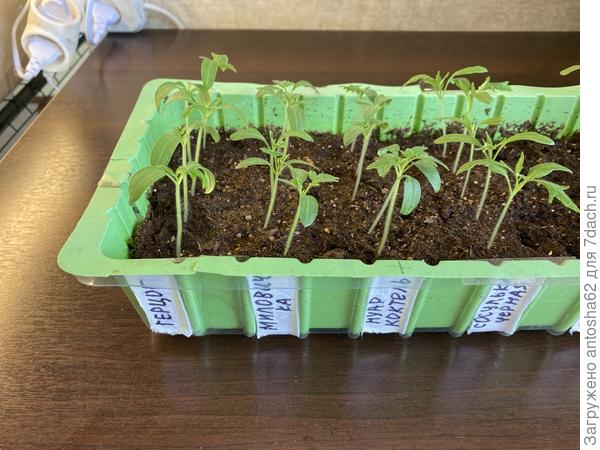 Настоящие листочки