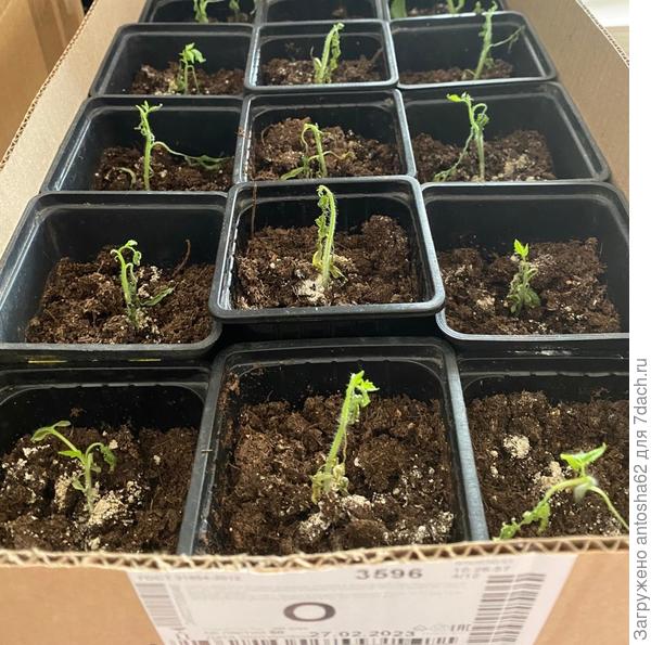 Здесь не тестируемые томаты