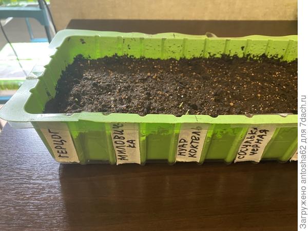 Первые всходы