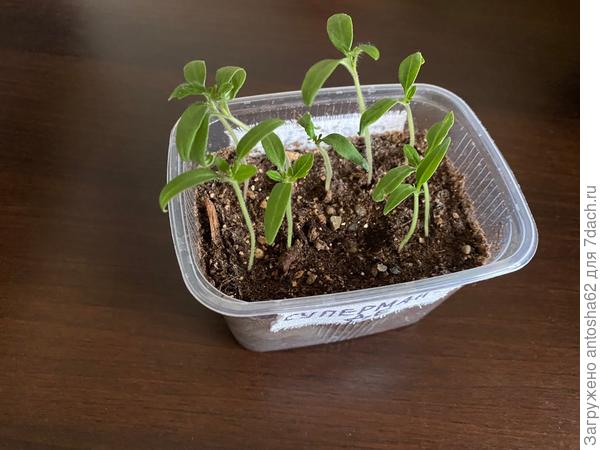 Супермарманде к моменту окончания первого этапа тестирования