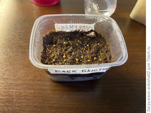 Блэк бьюти посев