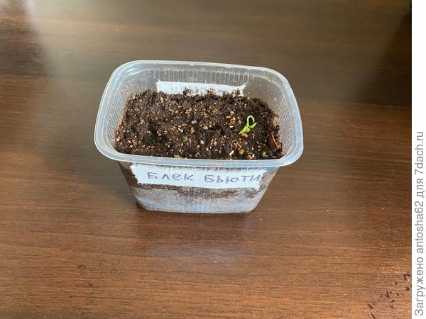 Блэк бьюти 2 всхода