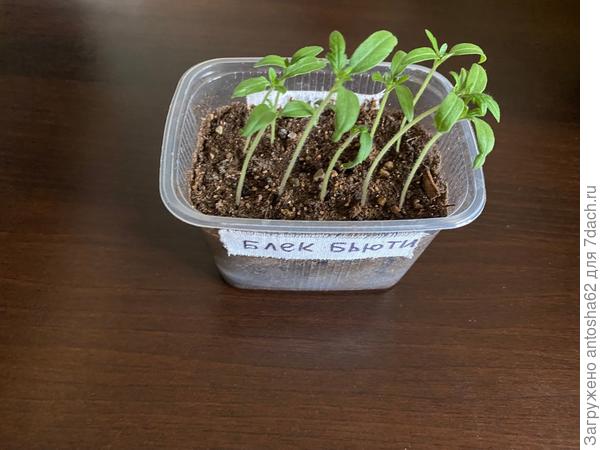 Блэк бьюти к моменту окончания первого этапа тестирования