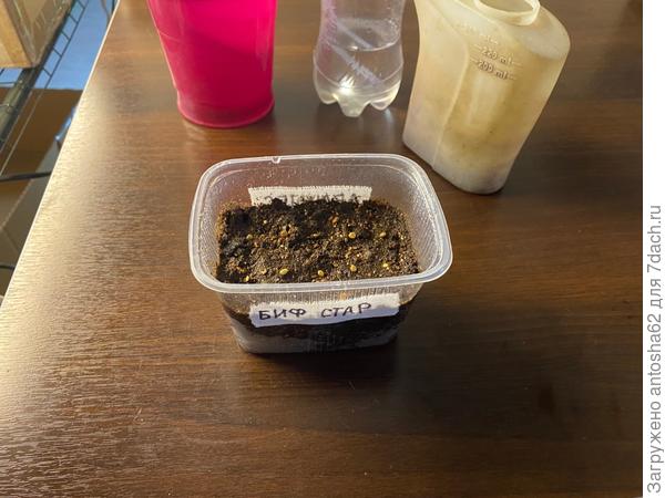 Биф стар посев