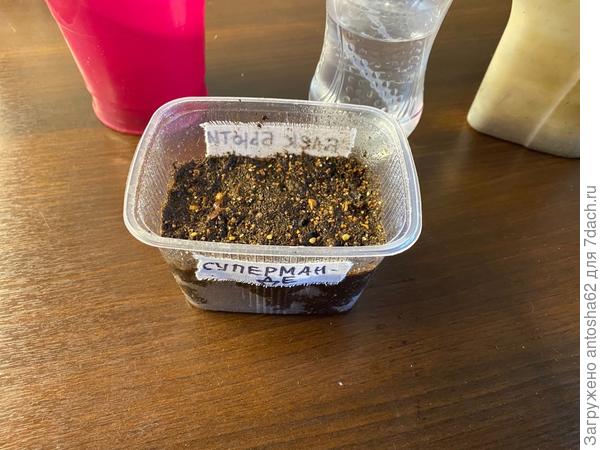 Супермарманде посев