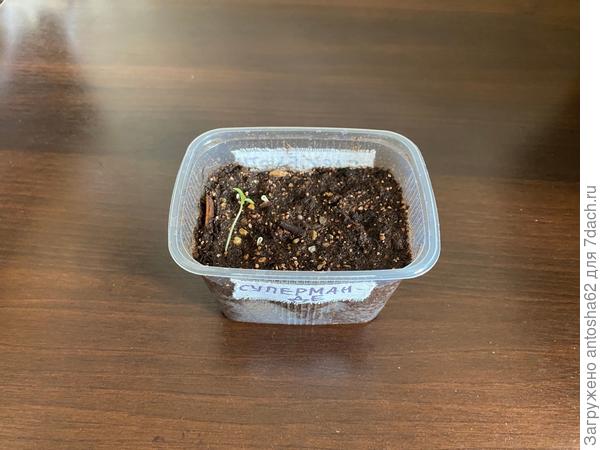 Супермарманде +1 всход