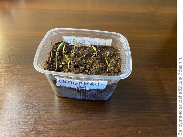 Супермарманде итого 3 всхода