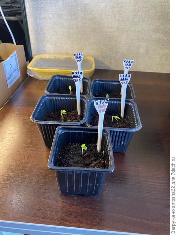 Дружные всходы