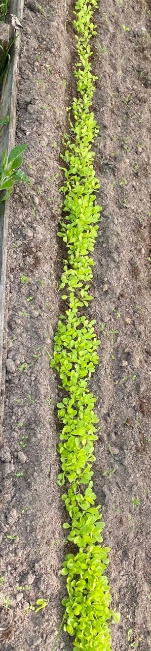 Развитие салата