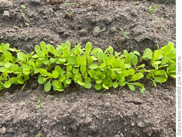 Настоящие листья