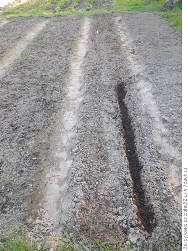 После присыпаем землей