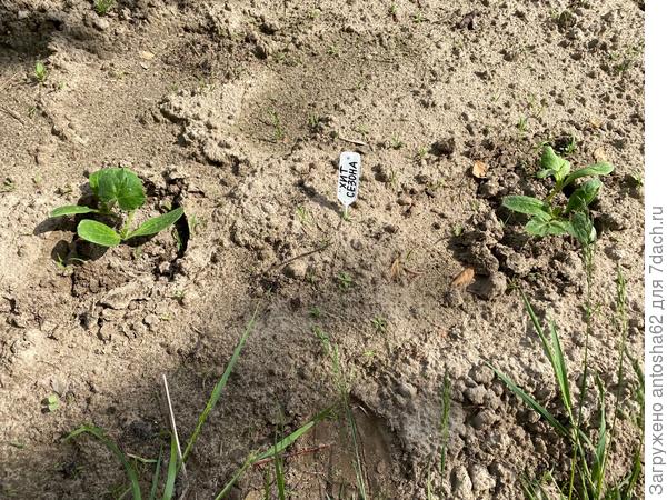 Настоящий листочек