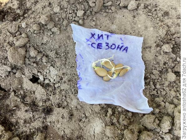 Проклюнулись