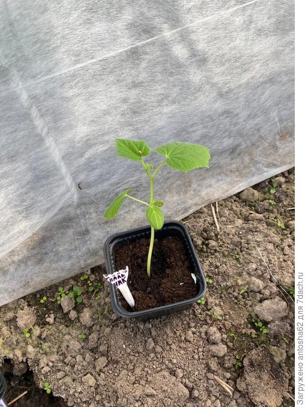 Перед высадкой