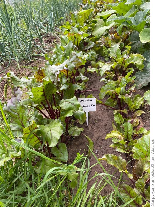 Формирование корнеплодов