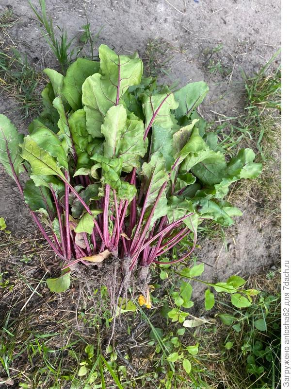 Итоги прореживания