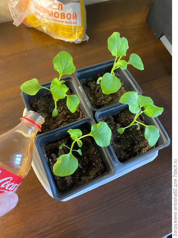 Подкормка Здравнем