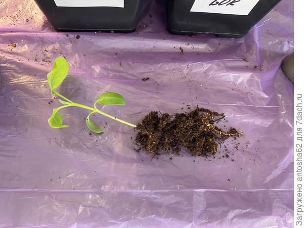 Корневая система